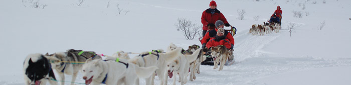 Troms Region North Norway Husky Dog Adventures