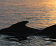 Troms Region North Norway Whale Watching